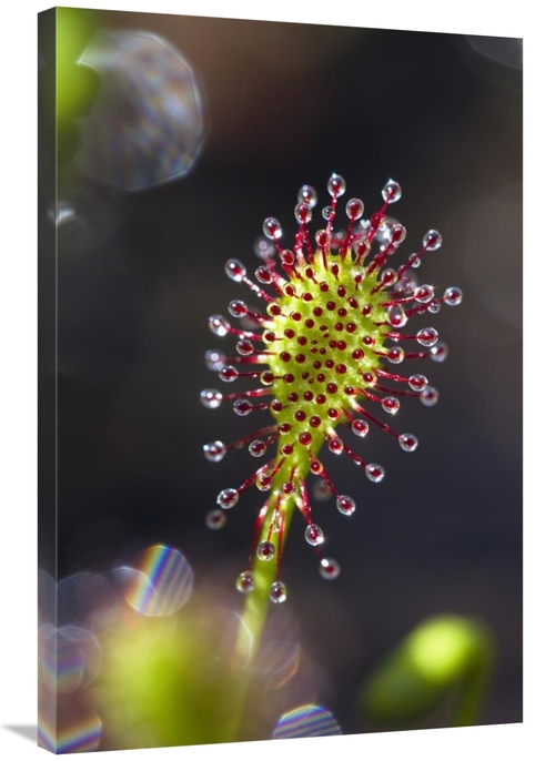 Global Gallery GCS-398519-2436-142 24 x 36 in. Oblong-Leaved Sundew wi