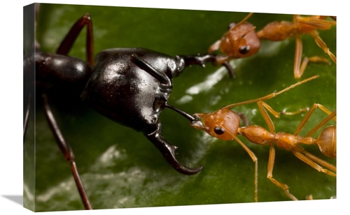 Global Gallery GCS-397744-1624-142 16 x 24 in. Weaver Ant Pair Defendi