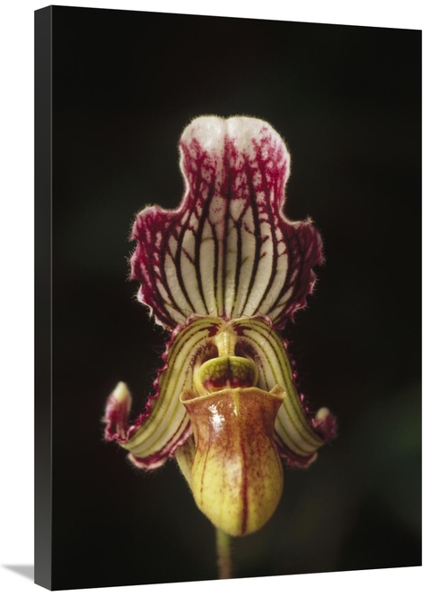 Global Gallery GCS-452849-2030-142 20 x 30 in. Fairy Paphiopedilum Flo
