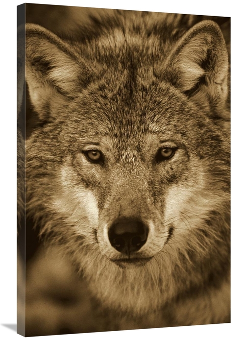 Global Gallery GCS-453696-2436-142 24 x 36 in. European Wolf Portrait&