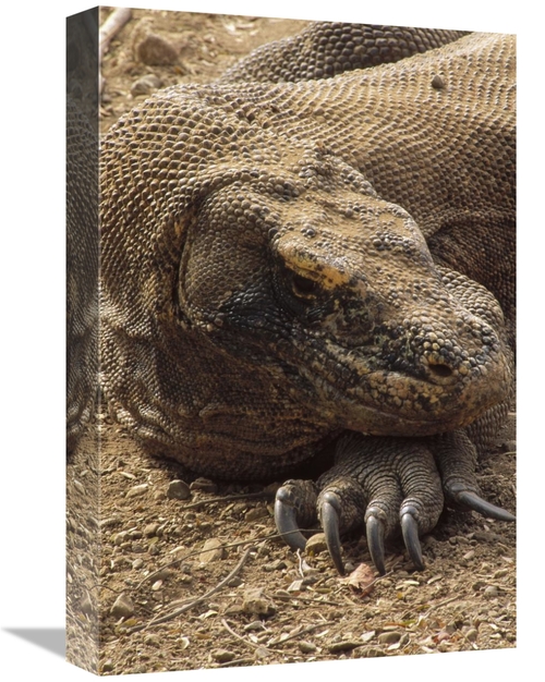 Global Gallery GCS-451182-1218-142 12 x 18 in. Komodo Dragon Male Bask