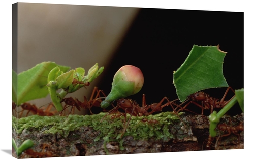 Global Gallery GCS-450771-2436-142 24 x 36 in. Leafcutter Ant Workers 