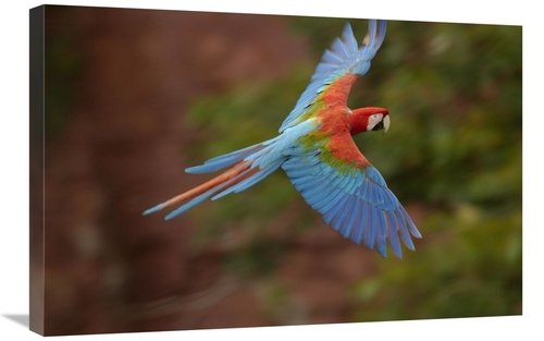 Global Gallery GCS-453220-2030-142 20 x 30 in. Red & Green Macaw Flyin