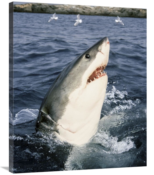 Global Gallery GCS-397964-2835-142 28 x 35 in. Great White Shark At Su