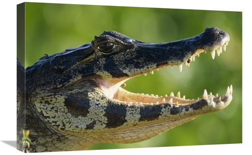 Global Gallery GCS-398522-1624-142 16 x 24 in. Jacare Caiman or Paragu