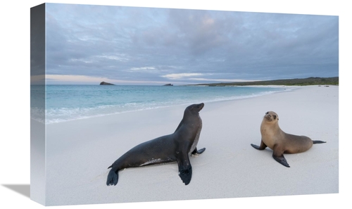 Global Gallery GCS-395623-1218-142 12 x 18 in. Galapagos Sea Lion Pair