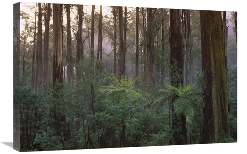 Global Gallery GCS-452566-2030-142 20 x 30 in. Mountain-Ash Forest&#44