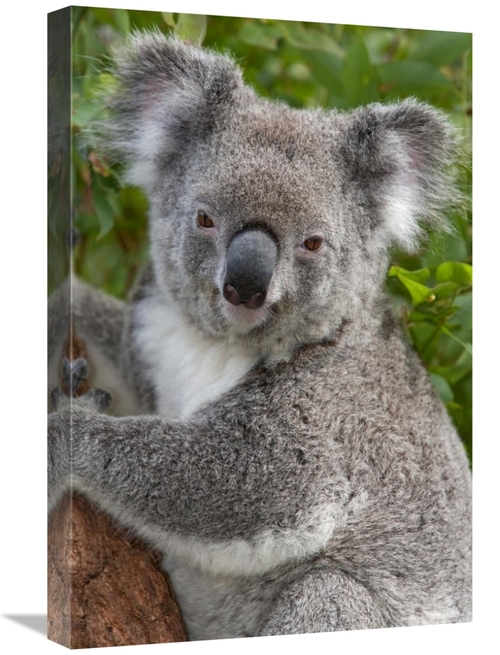 Global Gallery GCS-395287-1624-142 16 x 24 in. Koala, Australia Ar