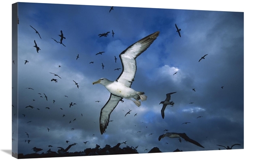 Global Gallery GCS-451680-2436-142 24 x 36 in. Salvins Albatrosses Ret