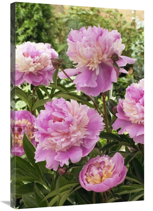 Global Gallery GCS-398387-2436-142 24 x 36 in. Peony Mme Emile Debaten