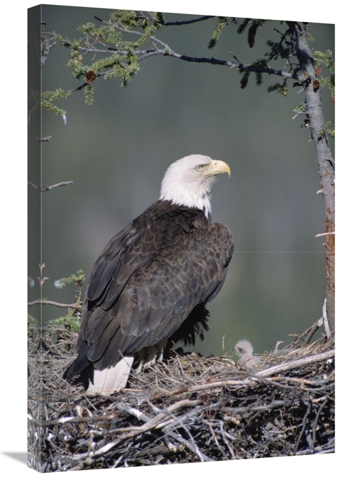 Global Gallery GCS-451901-2030-142 20 x 30 in. Bald Eagle Parent on Ne