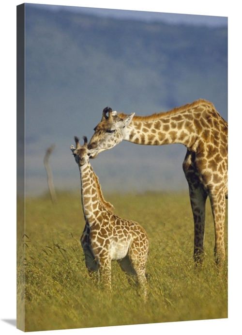 Global Gallery GCS-396083-2436-142 24 x 36 in. Masai Giraffe Mother & 