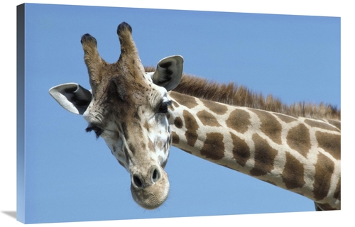 Global Gallery GCS-398147-2436-142 24 x 36 in. Reticulated Giraffe Por