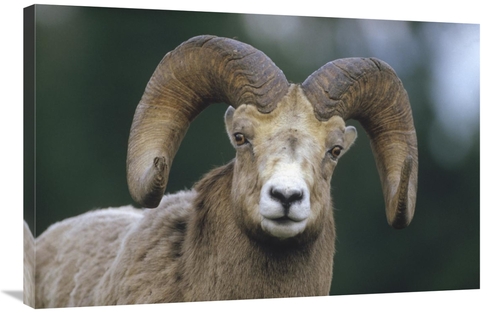 Global Gallery GCS-451982-2436-142 24 x 36 in. Bighorn Sheep Male Port