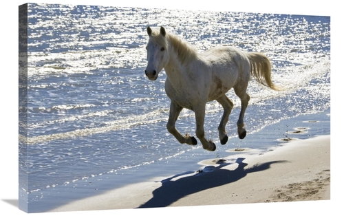 Global Gallery GCS-453615-2030-142 20 x 30 in. Camargue Horse Running 