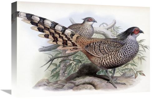 Global Gallery GCS-277750-22-142 22 in. Cheer Art Print - John Gould