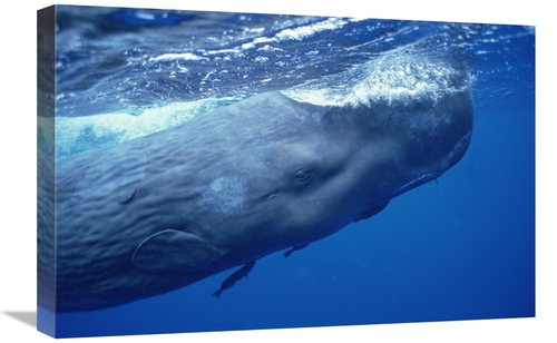 Global Gallery GCS-450795-1624-142 16 x 24 in. Sperm Whale Adult with 