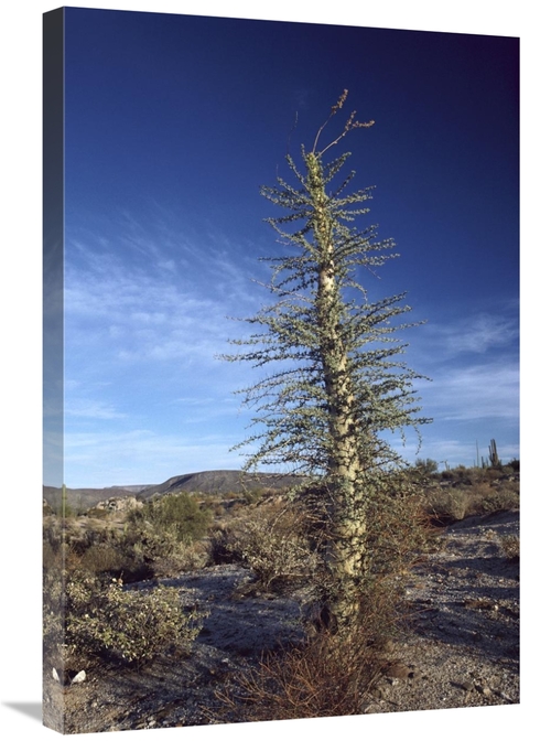 Global Gallery GCS-450555-2030-142 20 x 30 in. Boojum Tree with Leaves