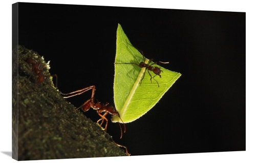24 x 36 in. Leafcutter Ant Carrying Leaf, Sierra Nevada De Santa M