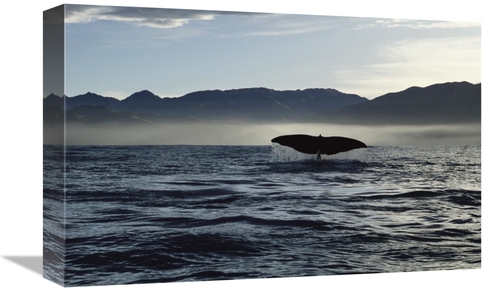 Global Gallery GCS-450780-1218-142 12 x 18 in. Sperm Whale Tail, N