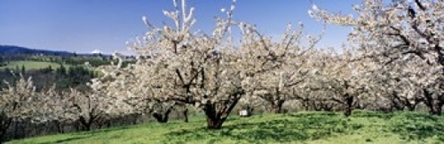 Panoramic Images PPI80243L Cherry Orchard  Oregon  USA Poster Print by