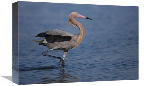 Global Gallery GCS-453333-1218-142 12 x 18 in. Reddish Egret Wading Th