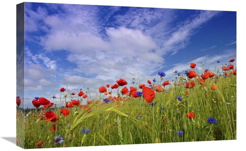 Global Gallery GCS-398054-1624-142 16 x 24 in. Field with Flowering Re