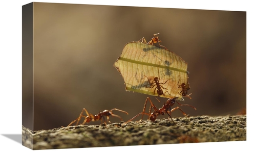 Global Gallery GCS-398107-1218-142 12 x 18 in. Leafcutter Ant Group Ca