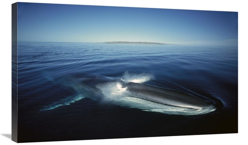 Global Gallery GCS-451690-36-142 36 in. Fin Whale At Winter Feeding Gr