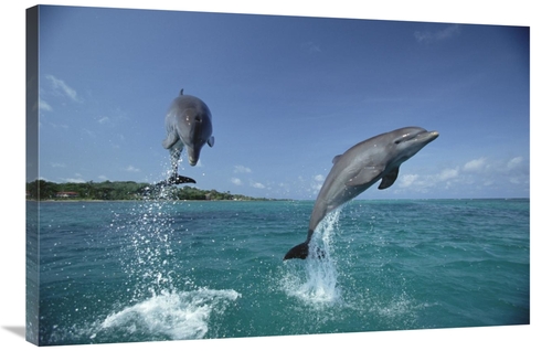 Global Gallery GCS-452357-2436-142 24 x 36 in. Bottlenose Dolphin Pair