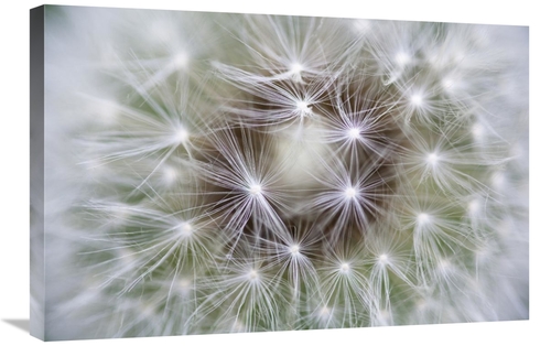 Global Gallery GCS-398494-2030-142 20 x 30 in. Dandelion Seed Head Sho