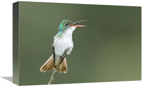 Global Gallery GCS-397320-1218-142 12 x 18 in. Andean Emerald Hummingb