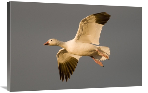 Global Gallery GCS-397411-2436-142 24 x 36 in. Snow Goose Flying, 