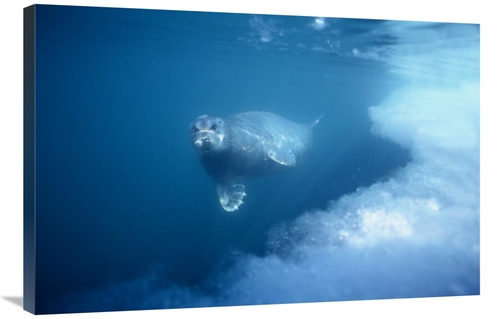 Global Gallery GCS-450930-2436-142 24 x 36 in. Bearded Seal Underwater