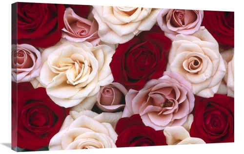 Global Gallery GCS-398295-2436-142 24 x 36 in. Rose Flowers, Close