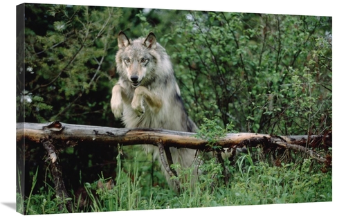 Global Gallery GCS-396323-2436-142 24 x 36 in. Timber Wolf Leaping Ove