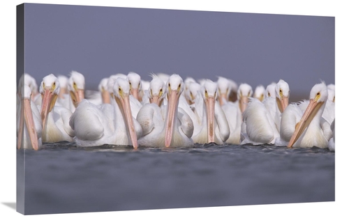 Global Gallery GCS-451999-2436-142 24 x 36 in. American White Pelican 