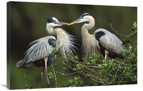 Global Gallery GCS-453302-2436-142 24 x 36 in. Great Blue Heron Pair&#