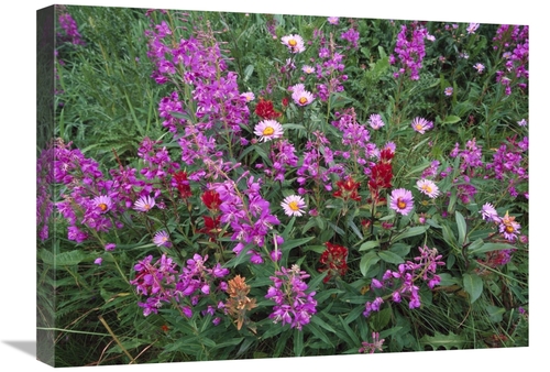 Global Gallery GCS-452003-1824-142 18 x 24 in. Fireweed Asters & Paint