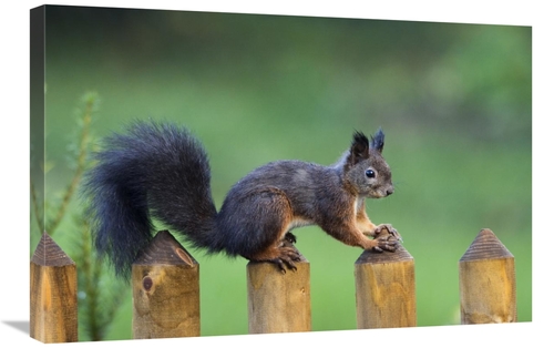 Global Gallery GCS-452721-2030-142 20 x 30 in. Eurasian Red Squirrel o