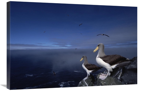 Global Gallery GCS-451775-2436-142 24 x 36 in. Chatham Albatross Pair 