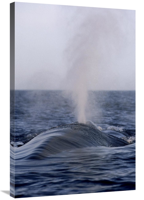 Global Gallery GCS-450600-2436-142 24 x 36 in. Blue Whale Spouting&#44