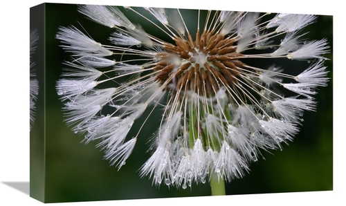 Global Gallery GCS-398024-1218-142 12 x 18 in. Dandelion Seedhead Art 