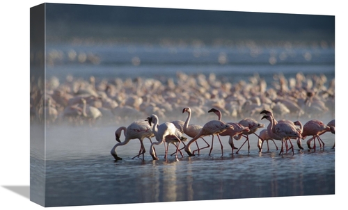 Global Gallery GCS-397089-1218-142 12 x 18 in. Lesser Flamingo Group F