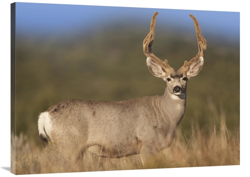 Global Gallery GCS-452178-3040-142 30 x 40 in. Mule Deer Male in Dry G