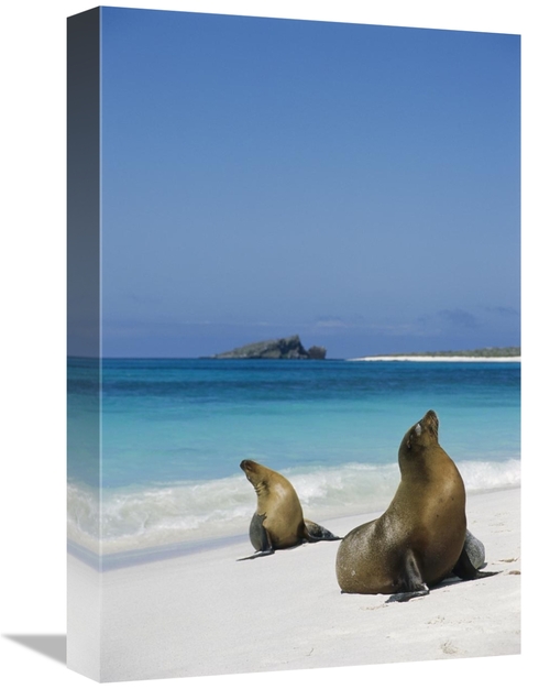 Global Gallery GCS-451836-1218-142 12 x 18 in. Galapagos Sea Lion Pair