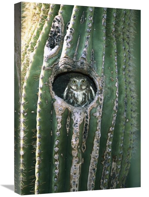 Global Gallery GCS-453275-1624-142 16 x 24 in. Ferruginous Pygmy Owl i