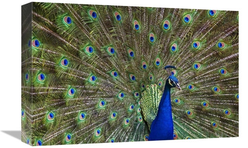 Global Gallery GCS-396940-1218-142 12 x 18 in. Indian Peafowl Male wit