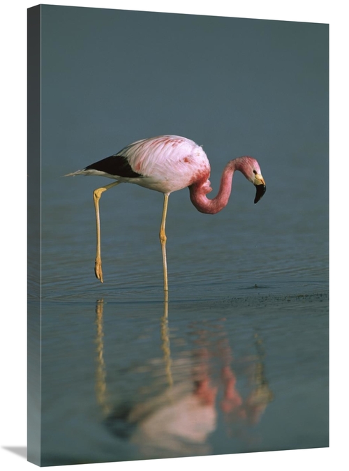 Global Gallery GCS-397888-2030-142 20 x 30 in. Andean Flamingo Wading&