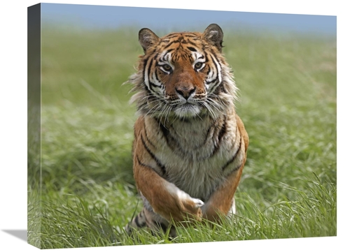 Global Gallery GCS-396135-1620-142 16 x 20 in. Siberian Tiger Running&